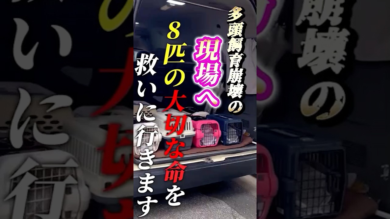 ①【多頭飼育崩壊】8匹の猫のレスキューに行きます！