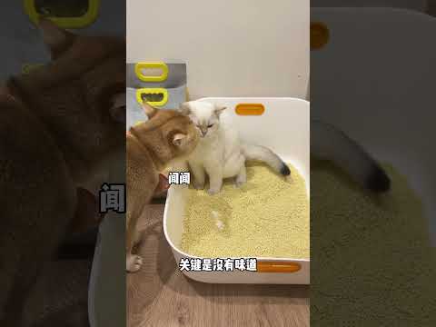 谁懂啊，原住民连小奶猫拉屎都要闻，但一点也不臭