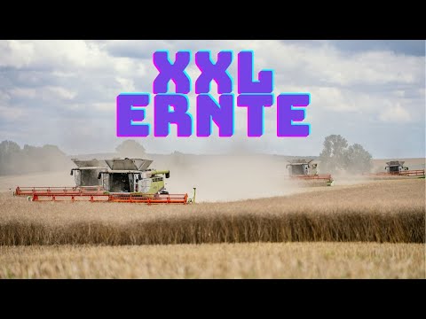 XXL Rapsernte 2023 mit 4 Claas Lexion Dreschern in Action