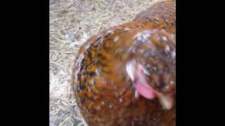 preview picture of video 'My rooster and his ladys.wmv'
