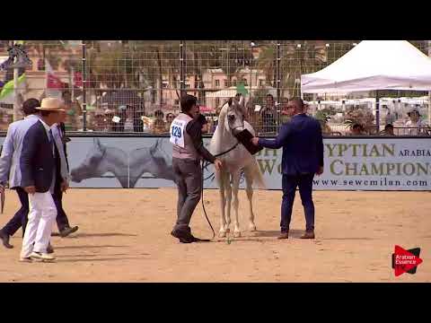 N.129 AJ KAFU - Menton 2018 - 3 Years Old Colts (Class 8)