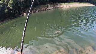 平瀬彪 撮影  サイトフィッシング