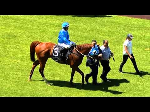 Ascot, 23/01/2016 - Race 2 - VENGABUS - Kyle Nowland & Peter Knuckey