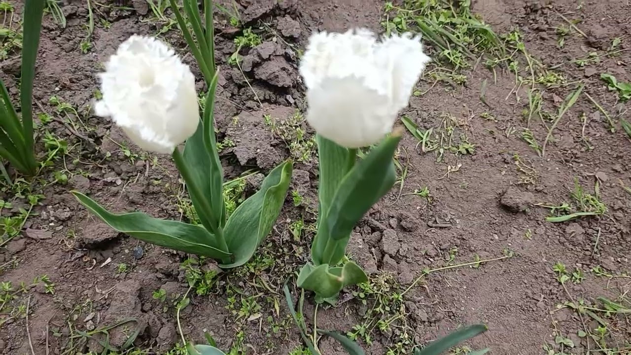 НЕОБЫЧНОСТЬ ОТ САМОЙ ПРИРОДЫ ГОРОД ЗАПОРОЖЬЕ 8 АПРЕЛЯ 2026