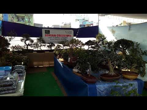 Hyderabad horticultural exhibition Jan 2019(6)