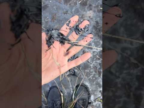 ¿Sabías que NY tiene ADN Venezolano? 🇻🇪🗽