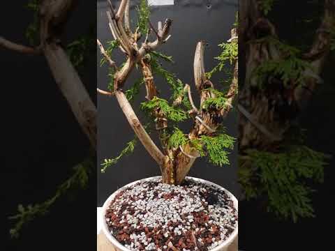 Tran's Bonsai