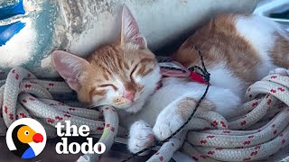 Couples Rescues A Cat In Greece And Brings Her To Live On Their Sail Boat | The Dodo