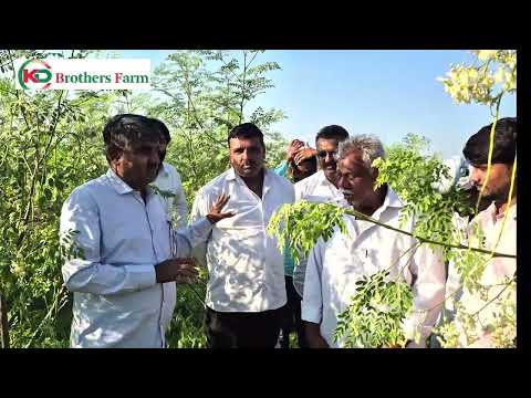 Video feature on successful moringa cultivation in Shankheshwar