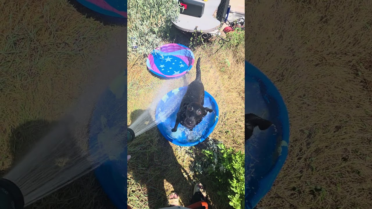 Luna 26-04-144, a Adoptable German Shepherd Dog in Bastrop, TX video 6/6