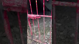 Cueva del Diablo Sinaloa #shorts #viral