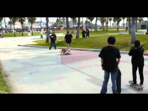 DOG VIDEO  Skateboarding Dog  Collected by Rashid Siddiqi  evergreenpeople@yahoo com