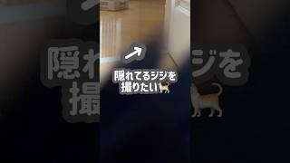 【黒猫と子猫】ジジを撮りたいのに…キキがカメラを独占🤣🐈‍⬛ #ペット可愛い #猫との暮らし #猫癒し動画