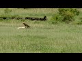 Cheetah Acinonyx Jubatus Chasing And Killing A Grant S Gazelle Maasai Mara