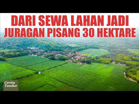 Dari Sewa Lahan Jadi Juragan Pisang 30 Hektar! Semakin Bagus Pisang, Semakin Mahal