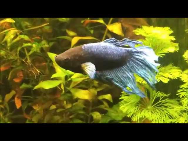 Betta Fish Breeding in a 35 Gal Community Tank