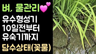 논, 물관리(꽃물)???? 지금부터 유숙기까지는 담수상태 유지???? 비가와서 저절로 논물을 받았습니다 ??…