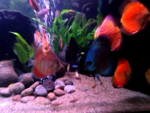 My Discus Fish Tank !