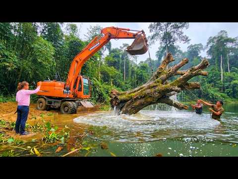 Using An Excavator To Recover Thousand Year Old Trees To Obtain Wood For House Construction