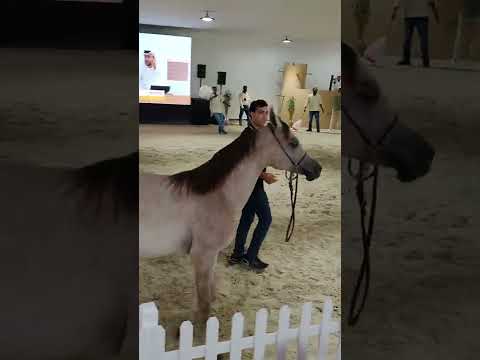 D Tahaleel 650,000 Dubai Stud 2022 insta:@alrrmak