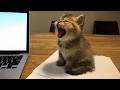 Cute KITTENS Have Too Much Energy Funny Cats Video 2026