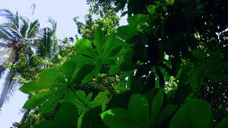 Relaxing In The Plant Fields of The Village