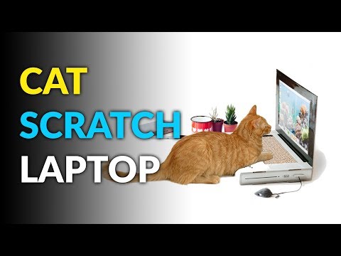 This Cat Scratch Laptop Keeps Them Off Yours While You're Working