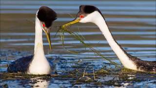 preview picture of video 'Western and Clark's Grebes'