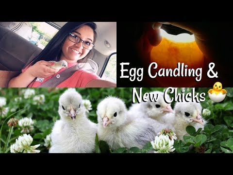 Getting Rare Chickens - Lavender Orpingtons & Candling Duck Eggs - Hal's Hatchlings Series