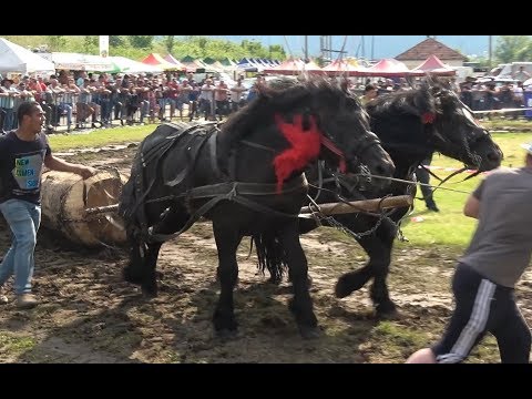 Concurs cu cai de tractiune proba de dublu Gilau, Cluj 8 Iunie 2019 Nou!!!