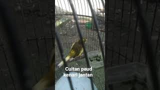 Download lagu cuitan paud kenari jantan usia 1 bulan mp3