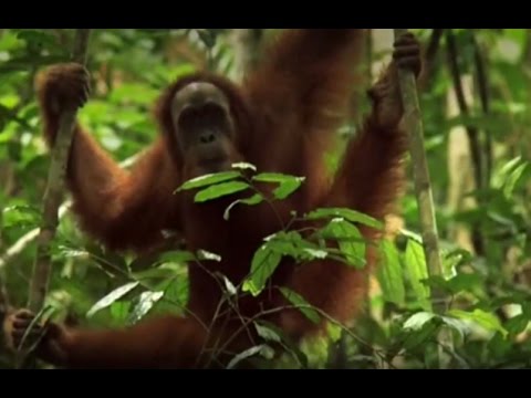 Rocky the orangutan released back into the wild | The Orangutan Project