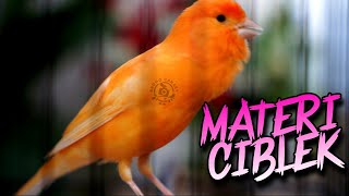 Download lagu CANARY MASTERING FOR LUXURIOUS LOMBOK STYLE COMPETITION - GACOR CIBLEK FILLED CANARY SOUND mp3 Download lagu CANARY MASTERING FOR LUXURIOUS LOMBOK STYLE COMPETITION - GACOR CIBLEK FILLED CANARY SOUND mp3