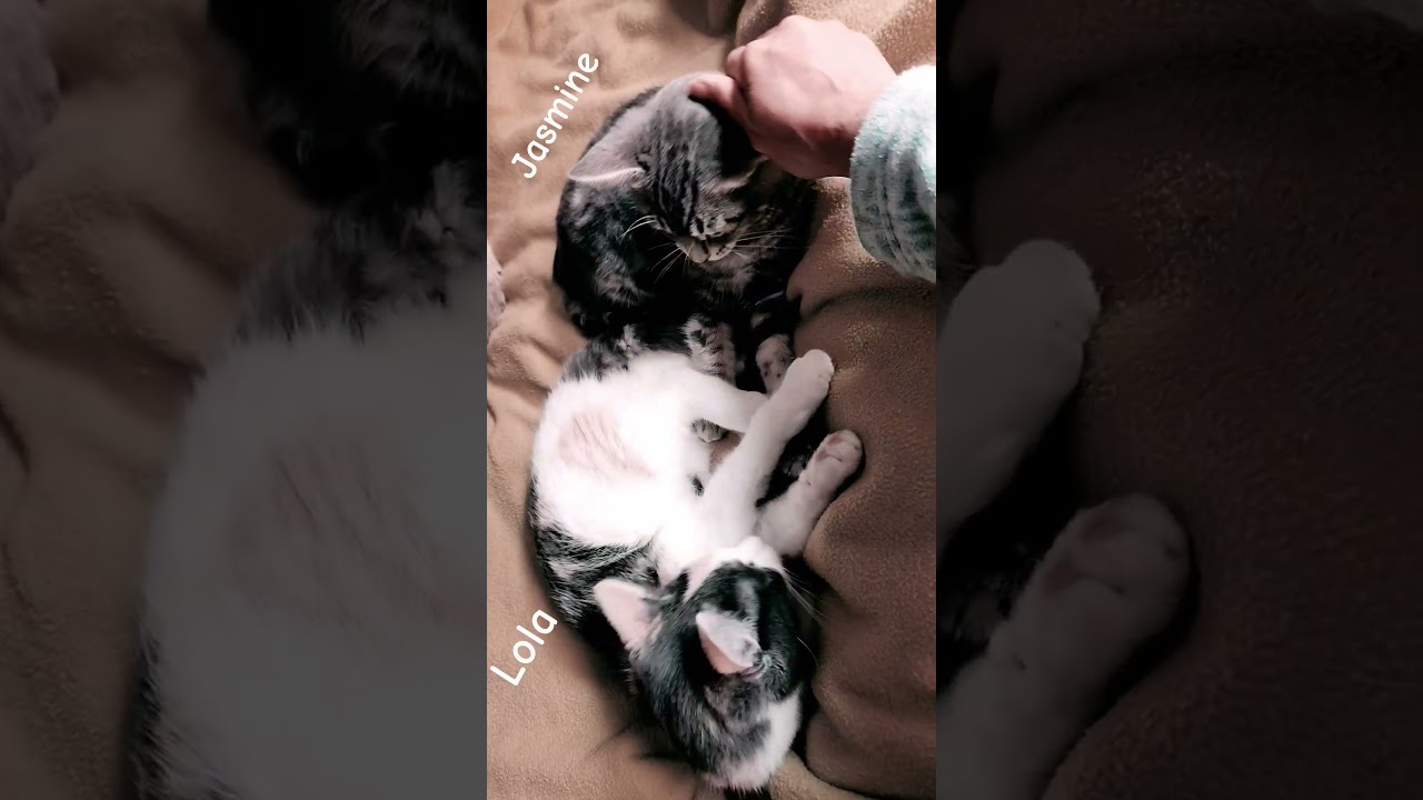 Enlarge Lola, a Adoptable mixed breed in Mt View, CA video 6/6