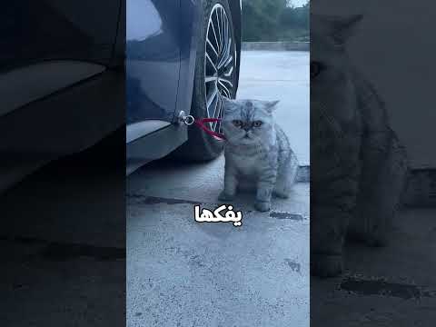 😂 القطة لازقت في كل حاجة!