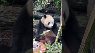 Oreo Always Loves Birthdays! | iPanda #shorts