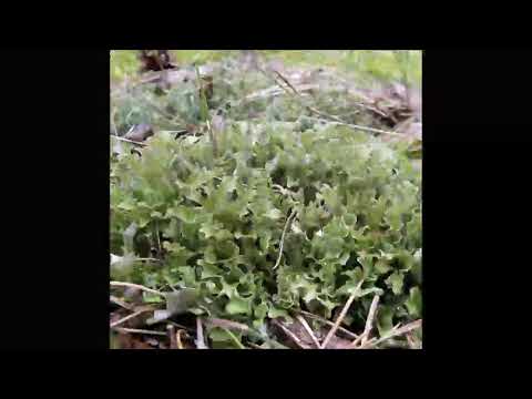 Isländisches Moos, Heilpflanze