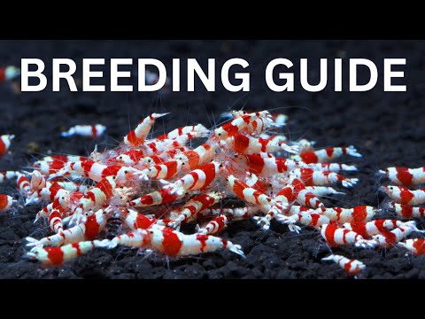 Breeding Crystal Red Shrimp (Beginner's Guide)