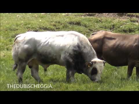 UN TORO E UNA MUCCA AL PASCOLO IN VALLE STURA (CN) DOM. 28 - 7 - 2019