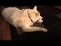 Husky/Akita mix playing