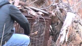Mountain lion caught in hunter's trap