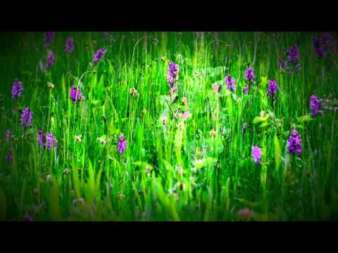 Wilde Orchideen am Teutoburger Wald