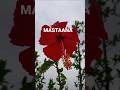 Mastana Mausam Hai Status Trending Shorts Shortfeed