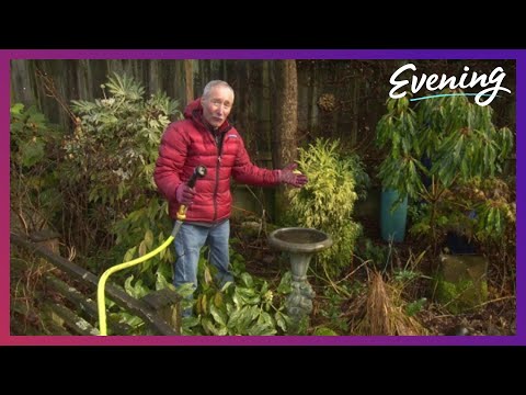 Ciscoe says a bird bath is better than a bird feeder