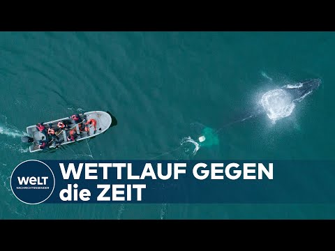 GEFANGEN IM NETZ: Wie Tierschützer versuchen einen Wal zu retten