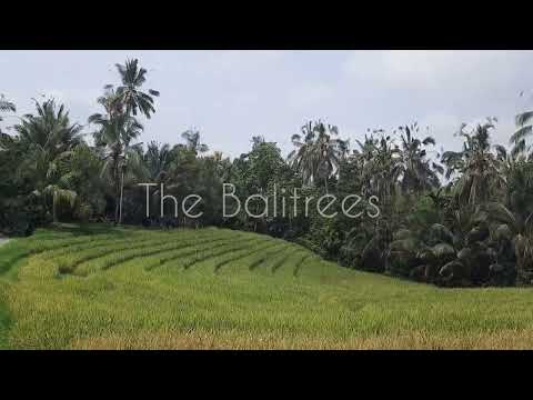 Harvesting Rice at Balitrees Retreats - The Balitrees