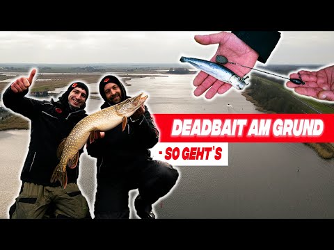 HECHTANGELN mit KÖDERFISCH am Grund 🎣 So fängst du große Hechte im Winter beim Deadbaiten ❄️