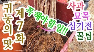사과나무(묘목) 심기전(꿀팁) 꼭 이것만은 알고 심으세요!!!