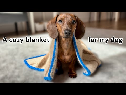 Let's knit a cozy blanket for my mini dachshund!
