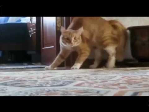 Cats Are My Friends Josh Harmony